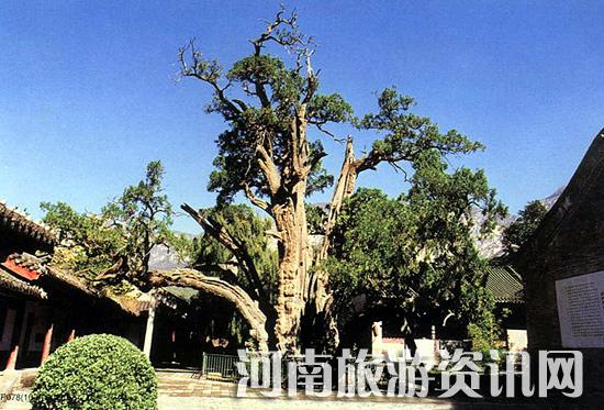 中国最古老的柏树