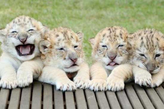 白狮虎4胞胎出生